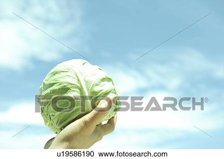 Hand holding cabbage against sky, close up View Large Photo Image Stock Image - Hand holding cabbage against sky, close up. Fotosearch