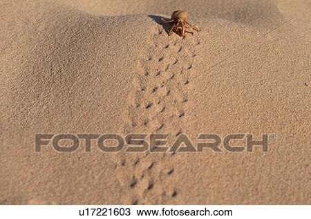 Stock Image - Hermit crab walking on sand. Fotosearch