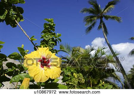 Stock Image - Hibiscus, Bora Bora Island, Tahiti. Fotosearch