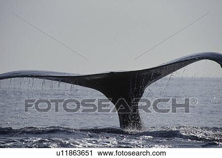 Stock Image - Humpback whale, tail over water surface, Bonin Islands, Tokyo prefecture, Japan. Fotosearch