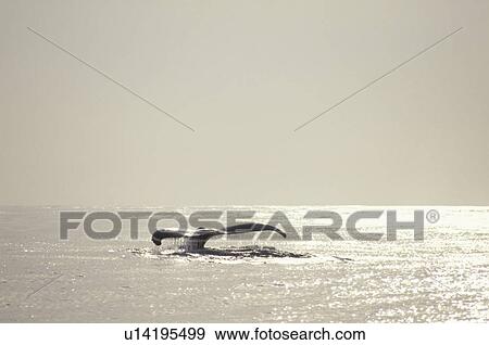 Stock Photo - Humpback whale, tail over water surface, copy space, Hawaii, USA. Fotosearch