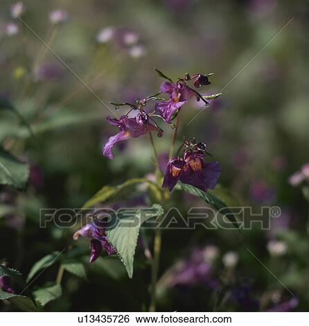 Stock Photograph - Impatien flowers, close up, differential focus, Tokyo prefecture, Japan. Fotosearch