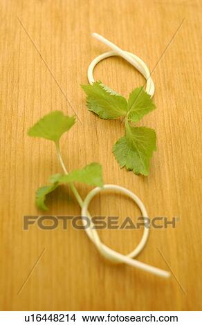 Japanese Honewort View Large Photo Image Picture - Japanese Honewort. Fotosearch
