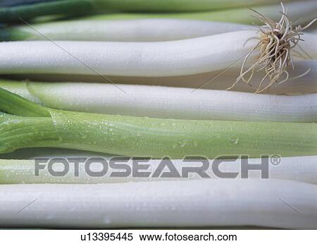 Stock Photography - Japanese Leek. Fotosearch