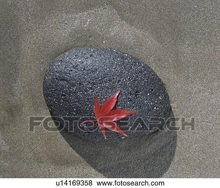 Japanese maple leaf on a stone View Large Photo Image Stock Photo - Japanese maple leaf on a stone. Fotosearch