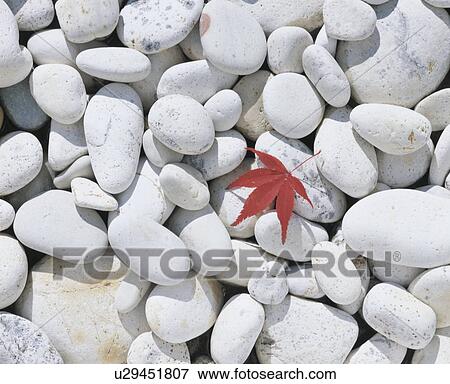 Japanese maple leaf on white pebbles View Large Photo Image Stock Photo - Japanese maple leaf on white pebbles. Fotosearch