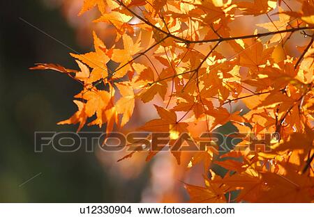 Picture - Japanese maple leaves in autumn. Fotosearch