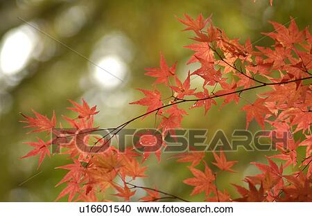 Stock Image - Japanese maple leaves in autumn. Fotosearch