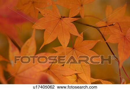Stock Image - Japanese maple leaves in autumn. Fotosearch