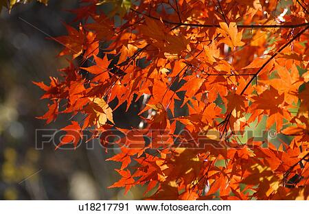 Japanese maple leaves in autumn View Large Photo Image Stock Image - Japanese maple leaves in autumn. Fotosearch