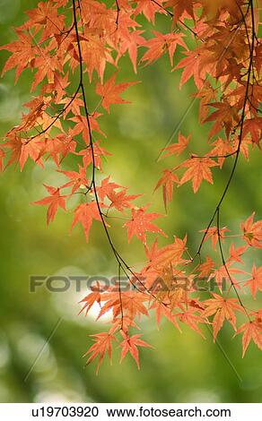 Stock Image - Japanese maple leaves in autumn. Fotosearch