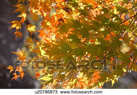 Stock Image - Japanese maple leaves in autumn. Fotosearch