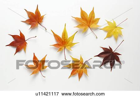 Stock Photo - Japanese maple leaves in autumn. Fotosearch