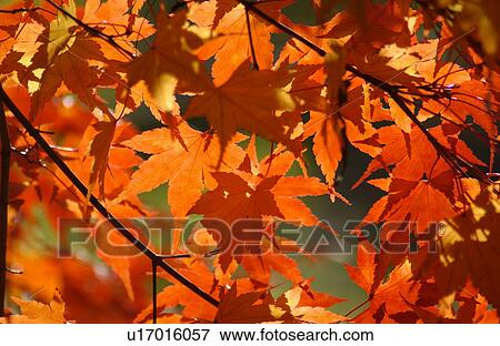 Japanese maple leaves in autumn View Large Photo Image Stock Photo - Japanese maple leaves in autumn. Fotosearch