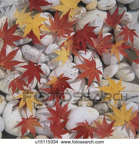 Japanese maple leaves on white pebbles View Large Photo Image Picture - Japanese maple leaves on white pebbles. Fotosearch