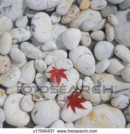 Japanese maple leaves on white pebbles View Large Photo Image Stock Photo - Japanese maple leaves on white pebbles. Fotosearch