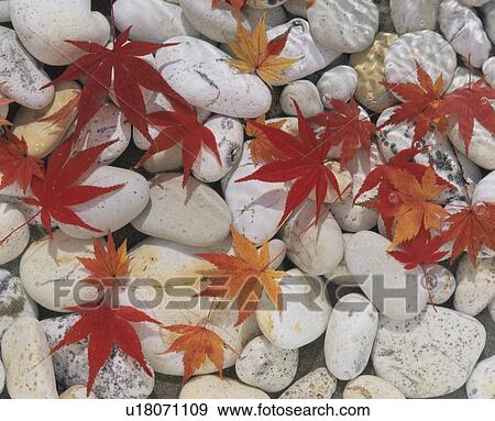 Japanese maple leaves on white pebbles View Large Photo Image Stock Photo - Japanese maple leaves on white pebbles. Fotosearch