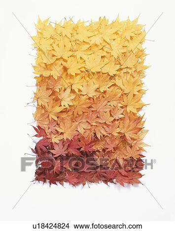 Japanese maple leaves View Large Photo Image Picture - Japanese maple leaves. Fotosearch