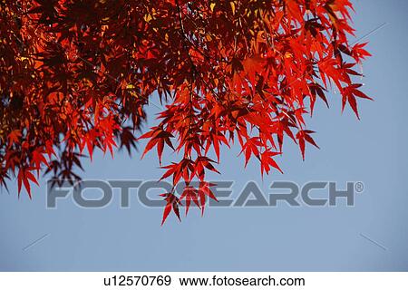 Japanese maple tree in autumn View Large Photo Image Stock Photo - Japanese maple tree in autumn. Fotosearch