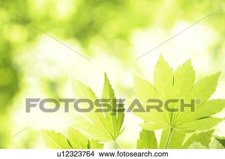 Picture - Japanese maple tree in spring, Kanagawa Prefecture, Honshu, Japan. Fotosearch