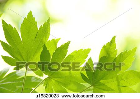 Japanese maple tree in spring, Kanagawa Prefecture, Honshu, Japan View Large Photo Image Stock Image - Japanese maple tree in spring, Kanagawa Prefecture, Honshu, Japan. Fotosearch