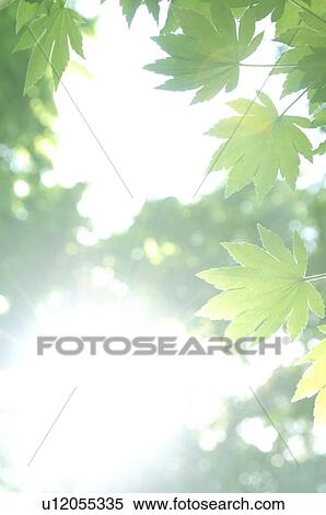 Stock Photography - Japanese maple tree in spring, Kanagawa Prefecture, Honshu, Japan. Fotosearch