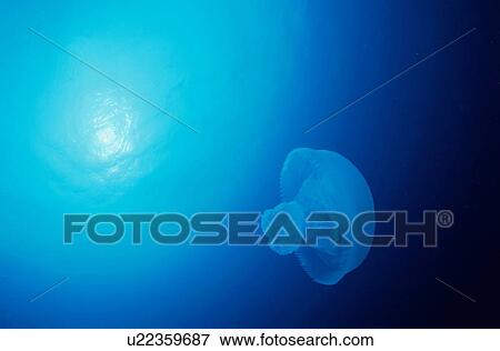 Jellyfish undersea, Micronesia View Large Photo Image Stock Photo - Jellyfish undersea, Micronesia. Fotosearch