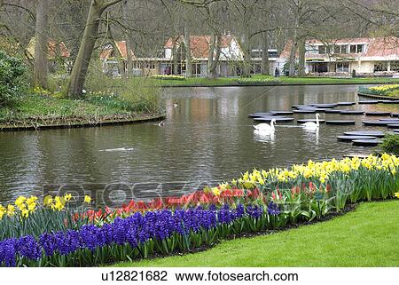 Keukenhof Park, Netherlands View Large Photo Image Stock Image - Keukenhof Park, Netherlands. Fotosearch