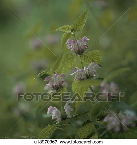 Stock Photo - Lamium album, close up, differential focus, Tokyo prefecture, Japan. Fotosearch
