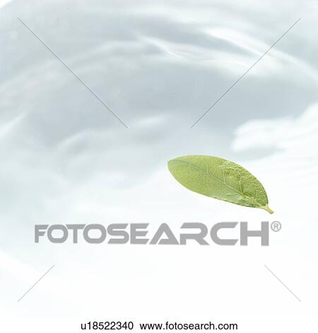 Stock Image - Leaf floating on water surface, white background, copy space, computer graphic. Fotosearch