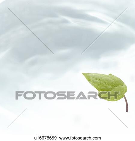 Leaf floating on water surface, white background, copy space, computer graphic View Large Photo Image Stock Photo - Leaf floating on water surface, white background, copy space, computer graphic. Fotosearch