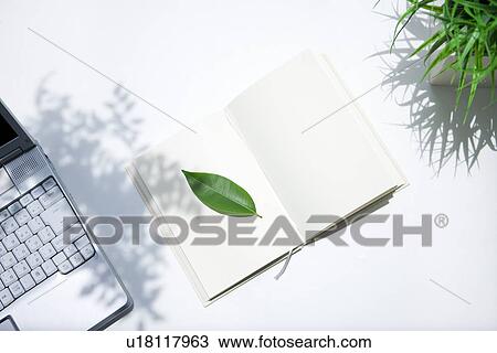 Leaf on opened book, white background View Large Photo Image Stock Image - Leaf on opened book, white background. Fotosearch
