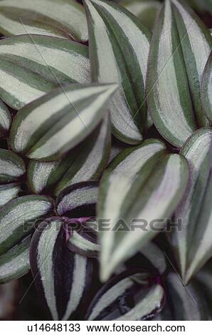 Stock Image - Leaves, close up, full frame. Fotosearch