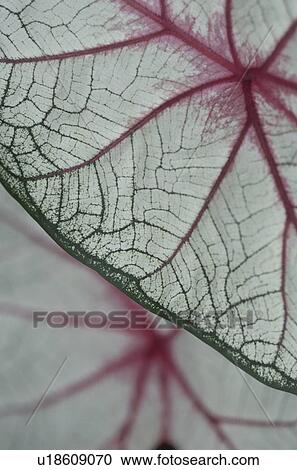 Leaves, close up, full frame View Large Photo Image Stock Image - Leaves, close up, full frame. Fotosearch