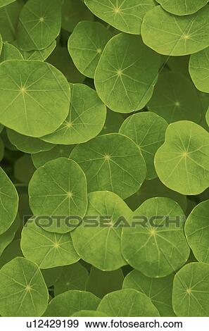 Leaves, close up, full frame View Large Photo Image Stock Photo - Leaves, close up, full frame. Fotosearch