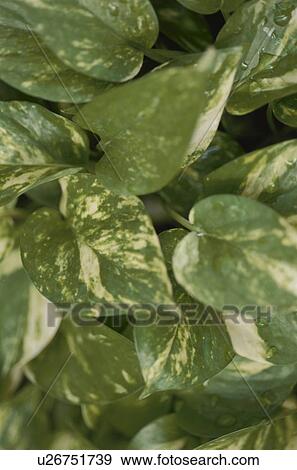 Leaves, close up, full frame View Large Photo Image Stock Photo - Leaves, close up, full frame. Fotosearch