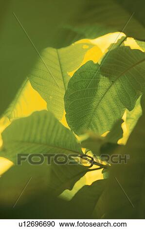 Leaves, close up View Large Photo Image Stock Image - Leaves, close up. Fotosearch