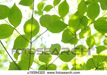 Stock Image - Leaves on branches, Kanagawa Prefecture, Honshu, Japan. Fotosearch