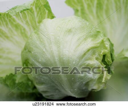Lettuce View Large Photo Image Picture - Lettuce. Fotosearch