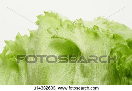 Lettuce View Large Photo Image Stock Image - Lettuce. Fotosearch