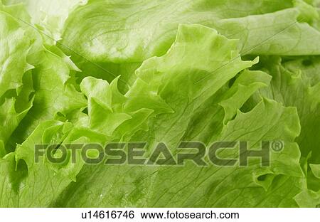 Stock Photograph - Lettuce. Fotosearch