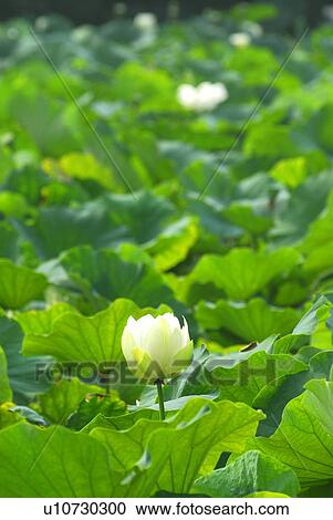 Lotus flower, Kamakura city, Kanagawa prefecture, Japan View Large Photo Image Stock Image - Lotus flower, Kamakura city, Kanagawa prefecture, Japan. Fotosearch