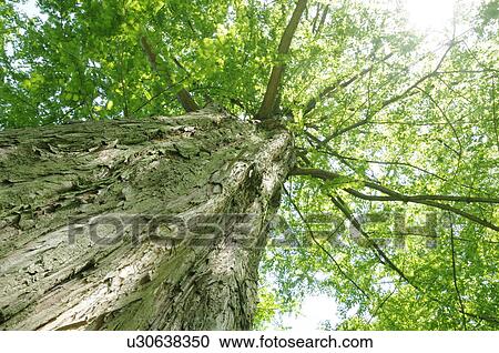 Stock Image - Low angle of tree, Kanagawa Prefecture, Honshu, Japan. Fotosearch