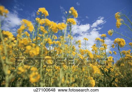Stock Photo - Low Angle View of Field Mustard. Fotosearch