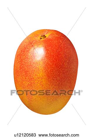 Mango View Large Photo Image Stock Image - Mango. Fotosearch