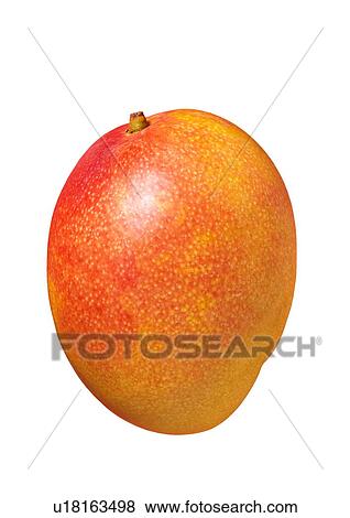 Mango View Large Photo Image Stock Photo - Mango. Fotosearch