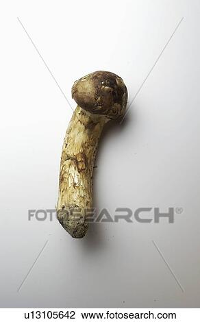 Matsutake mushroom, white background View Large Photo Image Stock Image - Matsutake mushroom, white background. Fotosearch