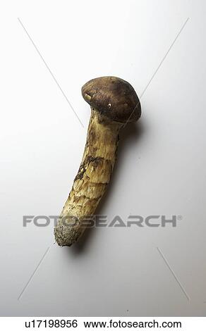 Stock Photograph - Matsutake mushroom, white background. Fotosearch