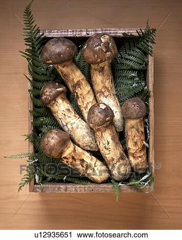 Matsutake mushrooms in box View Large Photo Image Stock Image - Matsutake mushrooms in box. Fotosearch