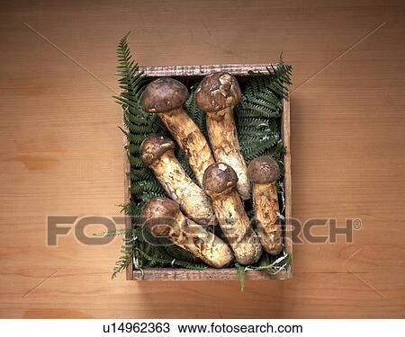 Stock Image - Matsutake mushrooms in box. Fotosearch